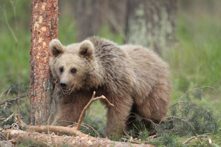 Osos pardos que viven en primera línea de vertedero