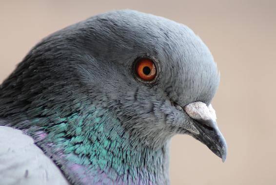 Patentado un nuevo método portátil y más rápido para determinar el sexo de las aves