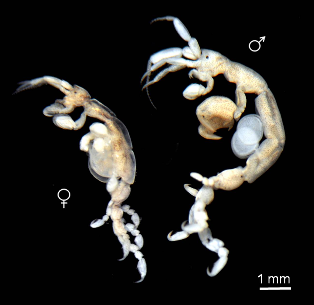 Especie de caprélido / Fundación Descubre