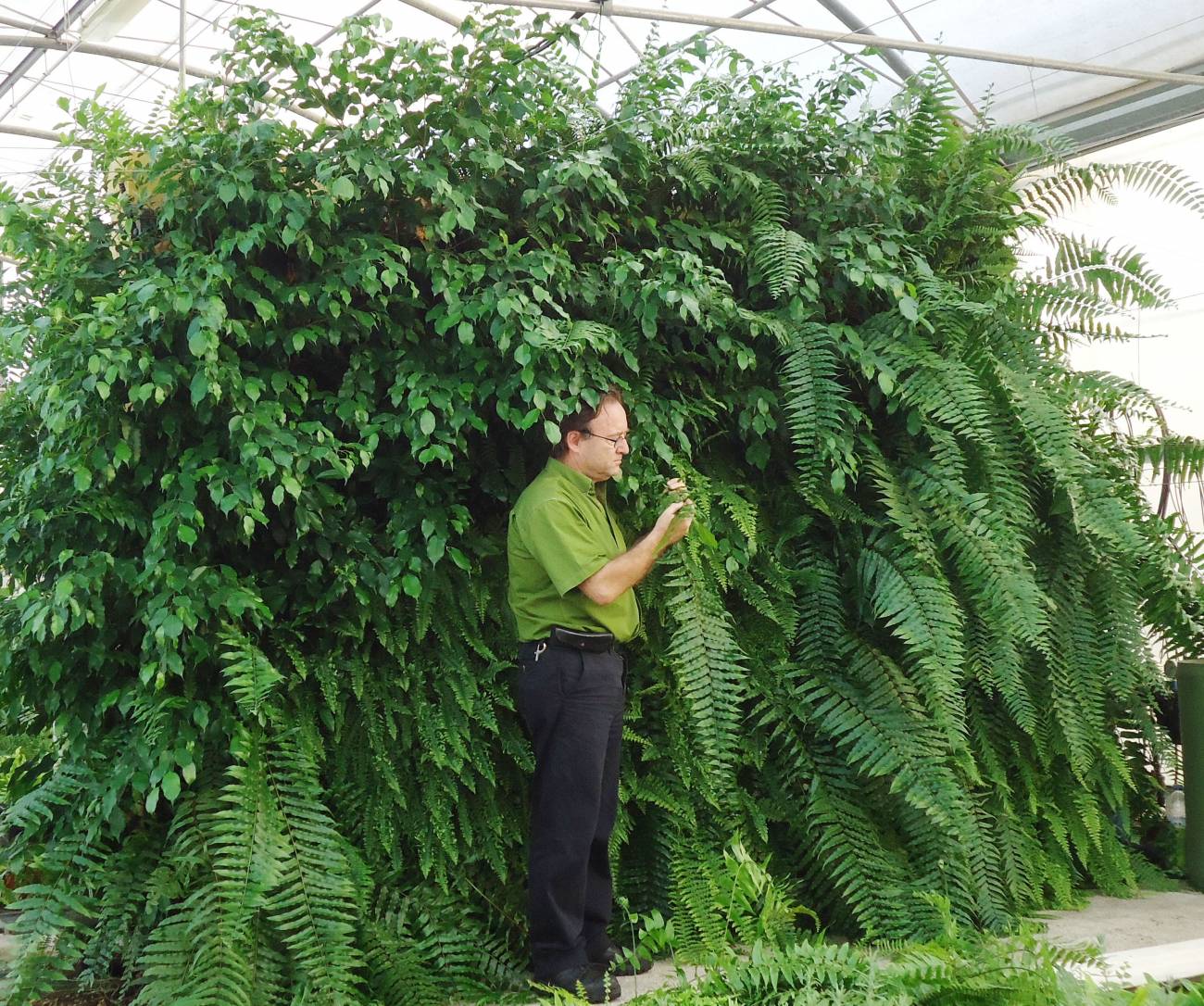 Muro vegetal