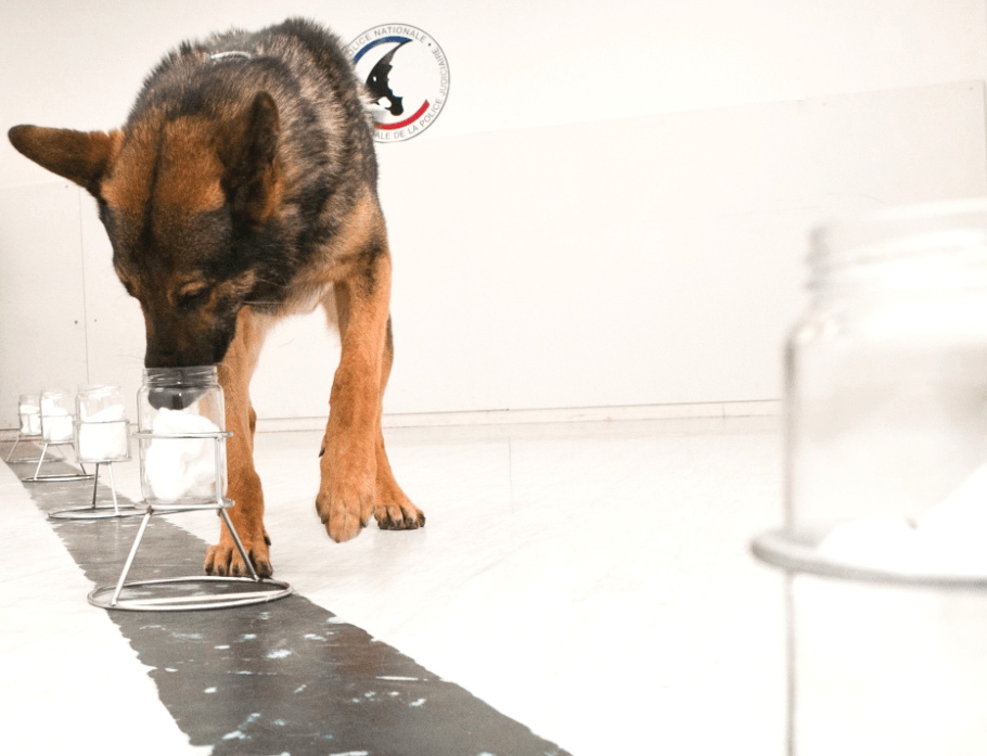 Perros policía identifican a los sospechosos por su olor sin errores
