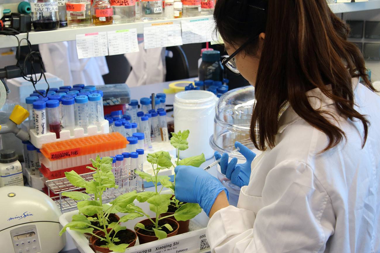 La co-primera autora del trabajo Xiaoqing Shi infiltra hojas de N.benthamiana en el laboratorio del CRAG. 