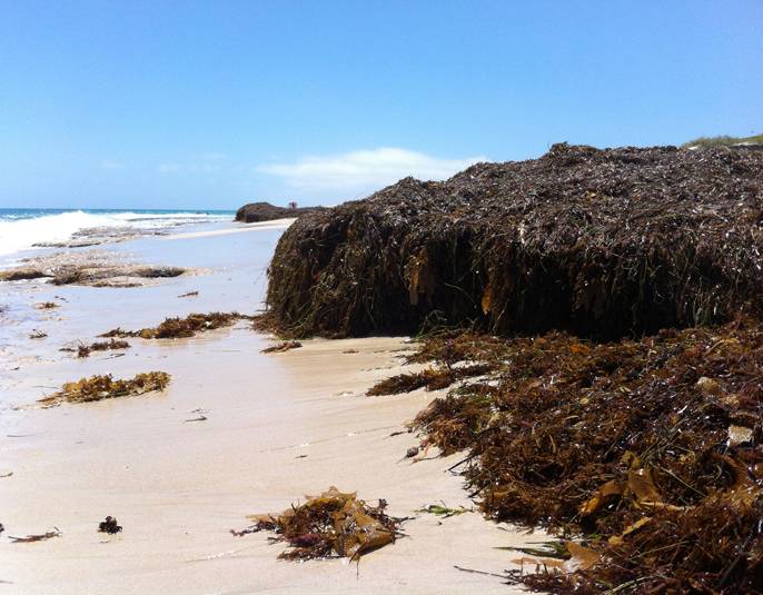 estos hábitats, formados por macroalgas, praderas submarinas, manglares y marismas, se encuentran entre los más valiosos de la Tierra,