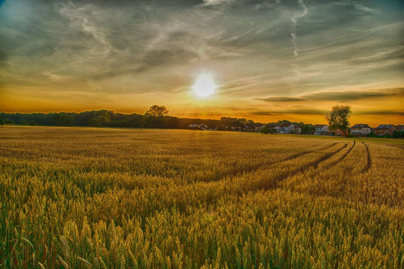 campo soleado