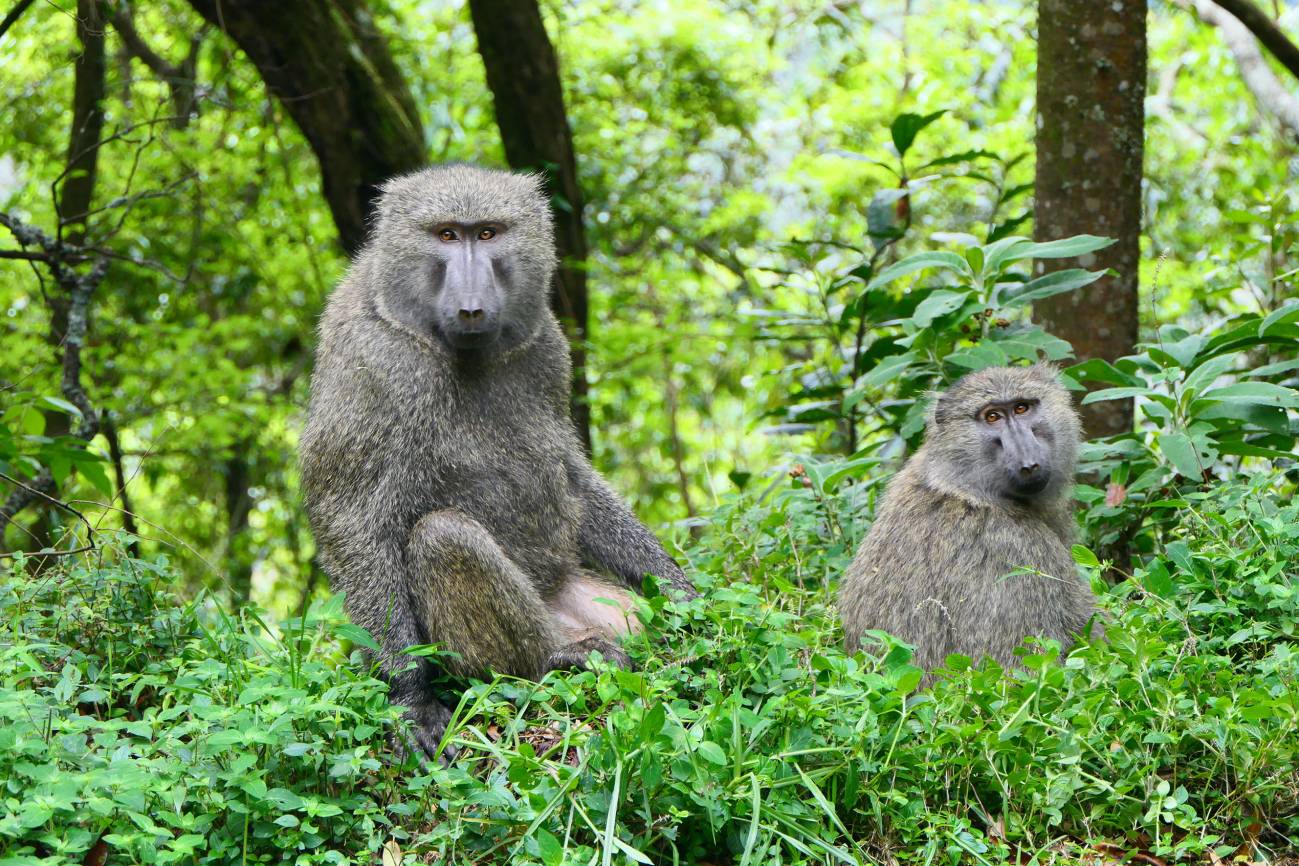 Pareja de babuinos