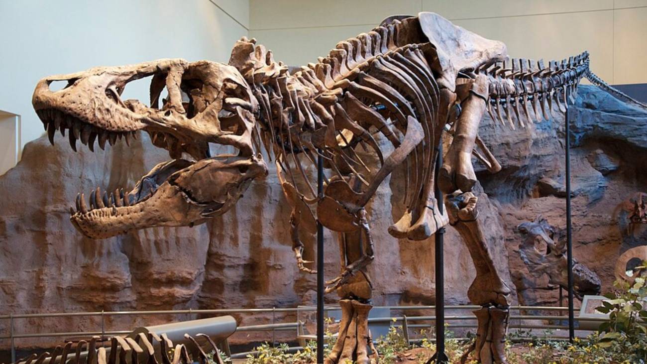 Por qué los dinosaurios carnívoros como el 'T. rex' desarrollaron brazos diminutos