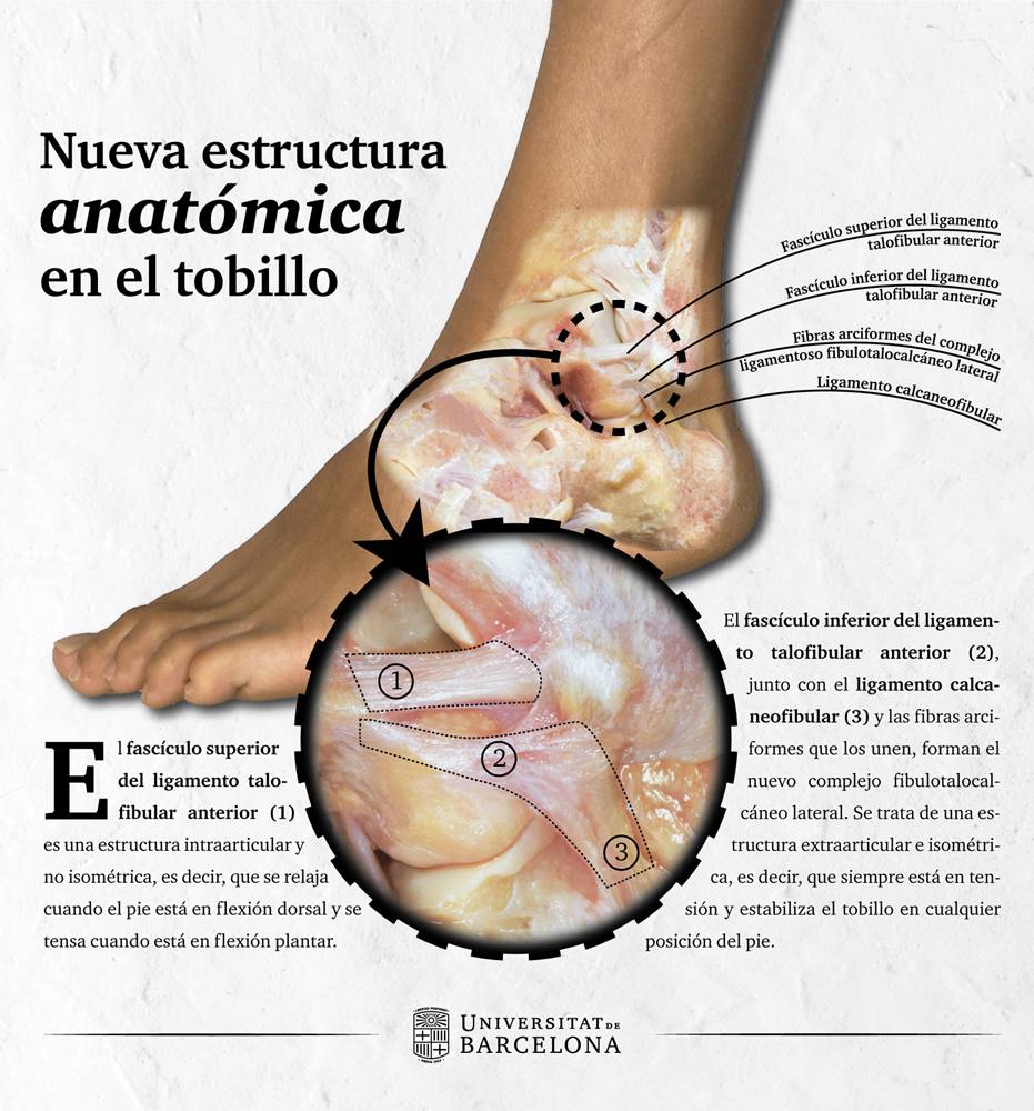 infografía de la nueva estructura anatómica