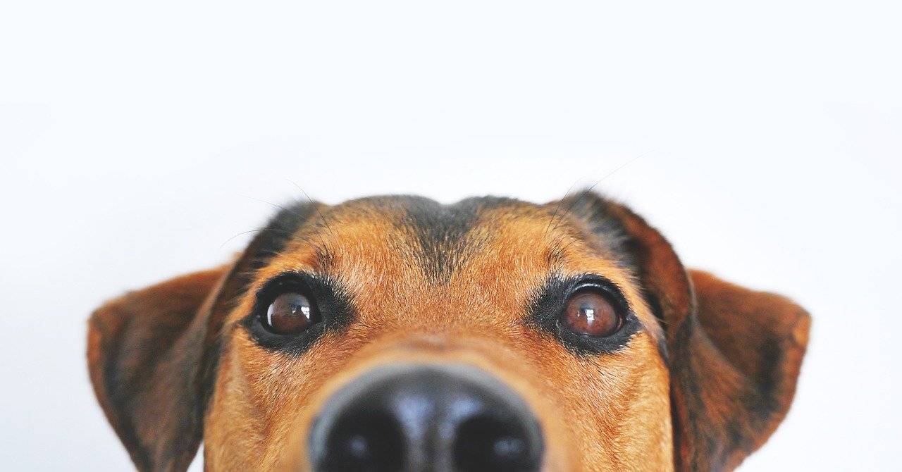 Por qué los perros resisten a las enfermedades priónicas