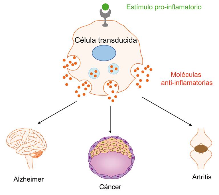 Posible alternativa al tratamiento de enfermedades inflamatorias crónicas