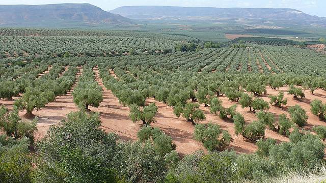 Predecir el comportamiento del cultivo del olivo ante el cambio climático