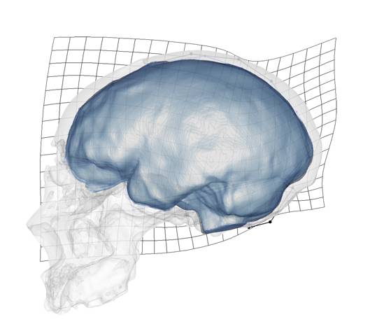 Presentan las limitaciones anatómicas y funcionales del cráneo de los neandertales