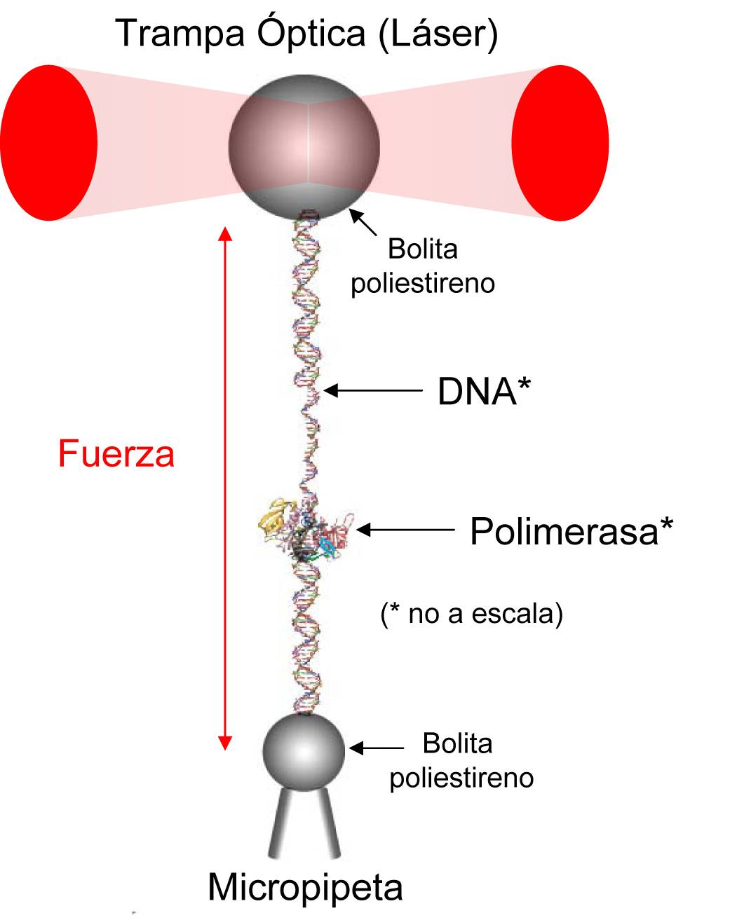 Presentan los motores moleculares más pequeños del mundo