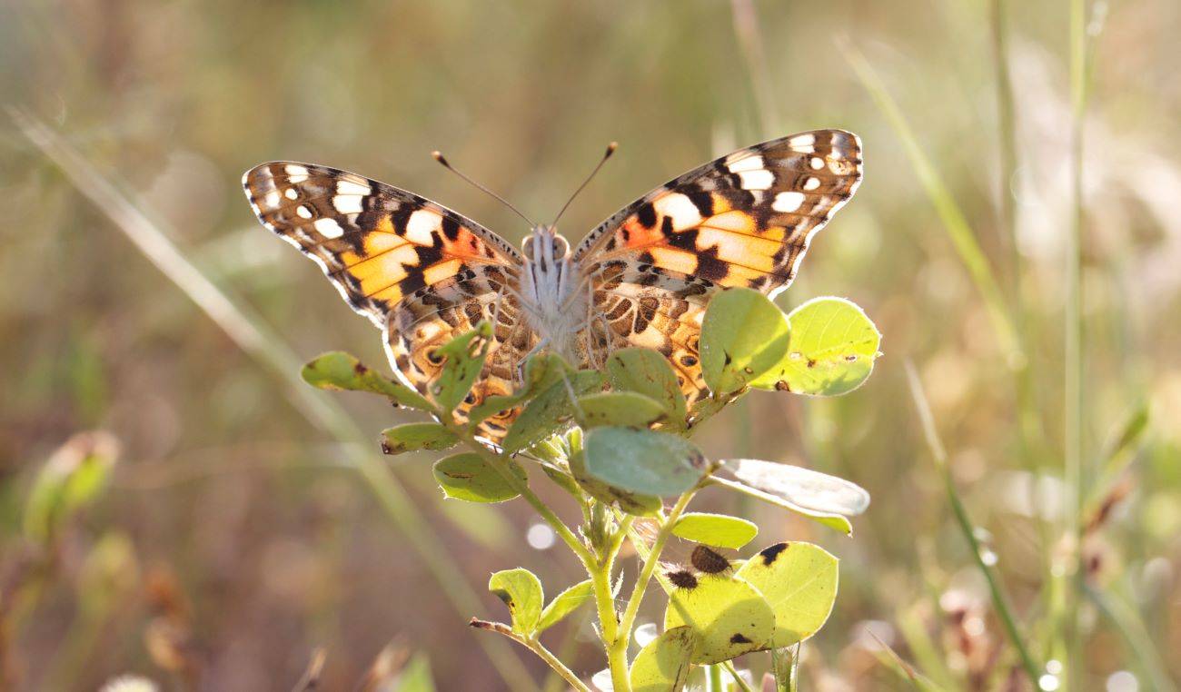 Una mariposa cardera en una rama 