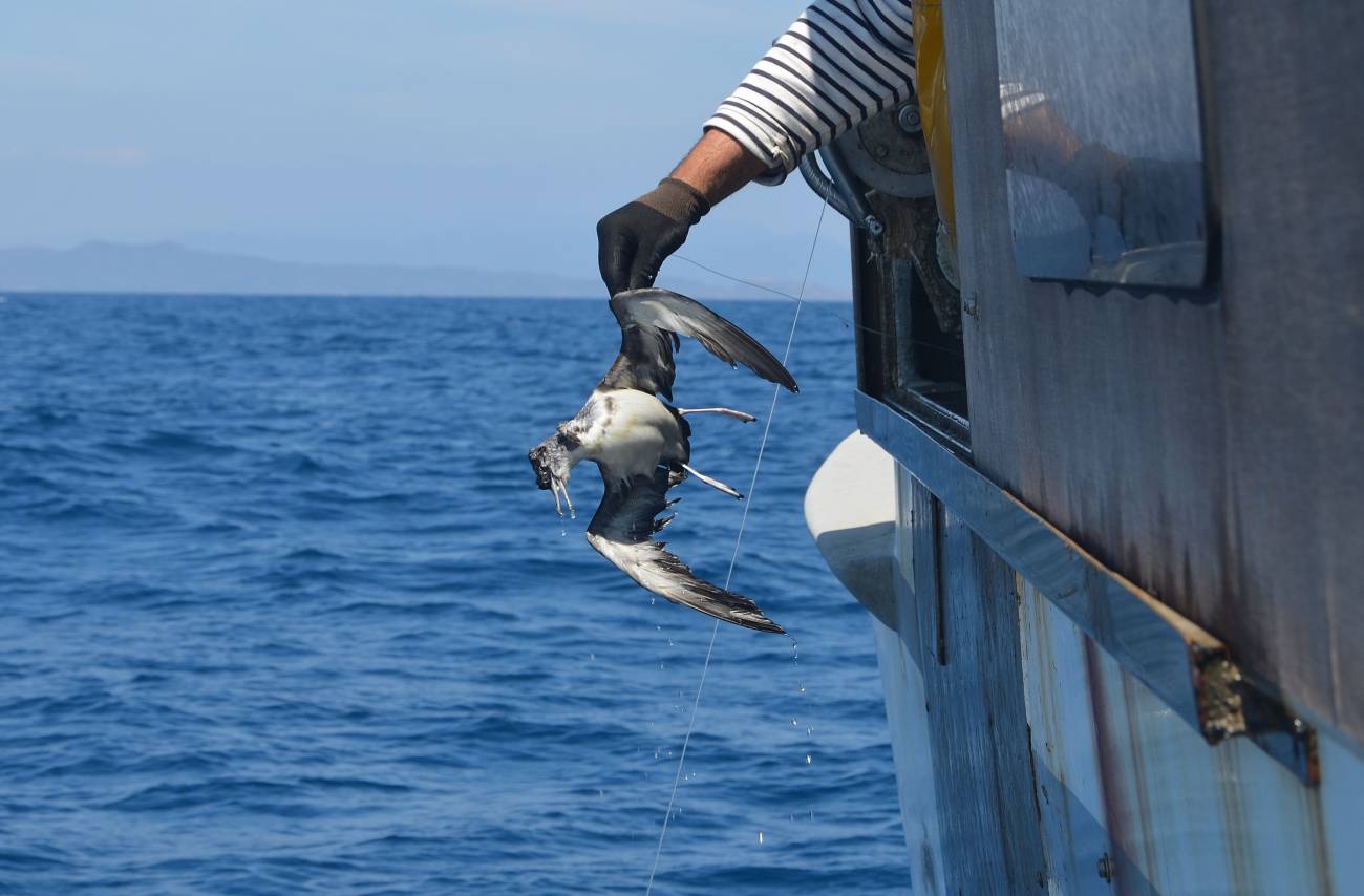 Imagen de un ave capturada por la pesca