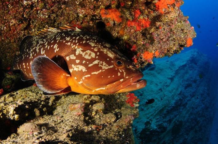 Proponen una única lista para proteger a más de 400 especies marinas europeas