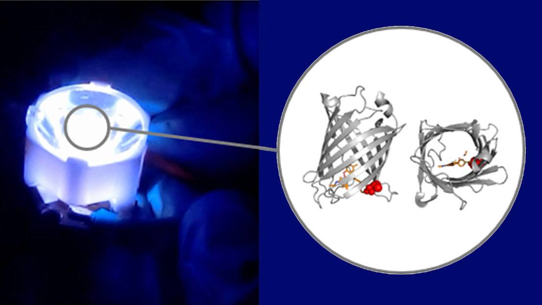 Proteínas artificiales producidas por bacterias para los LED del futuro