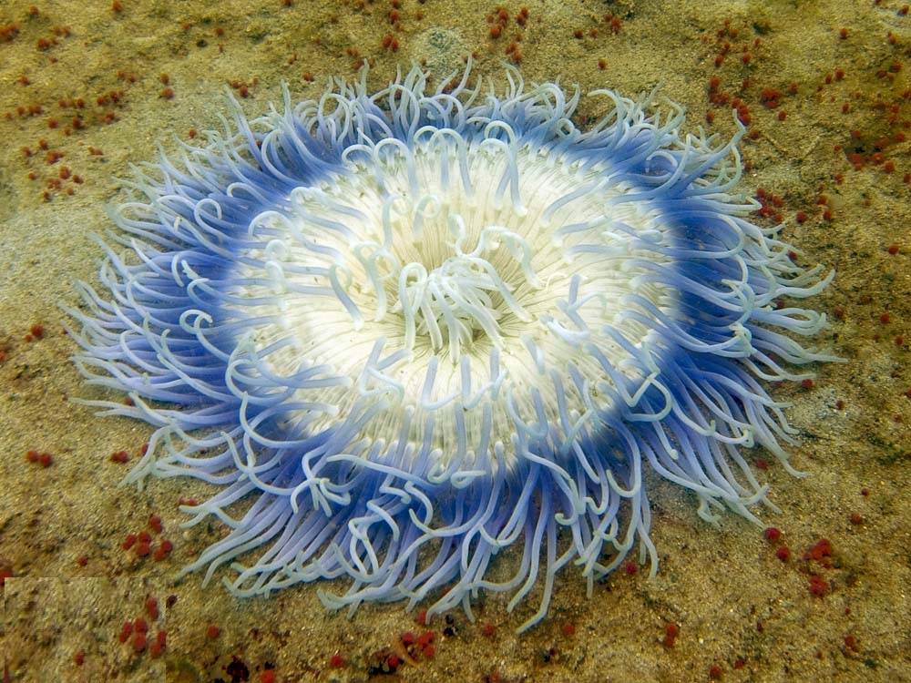 La anémona de mar esconde su veneno