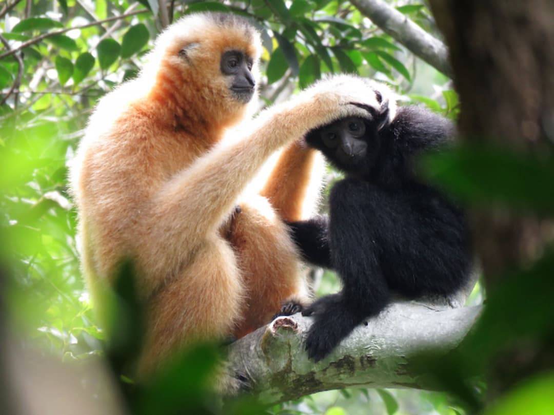 Puentes de cuerda para salvar al primate más amenazado del mundo