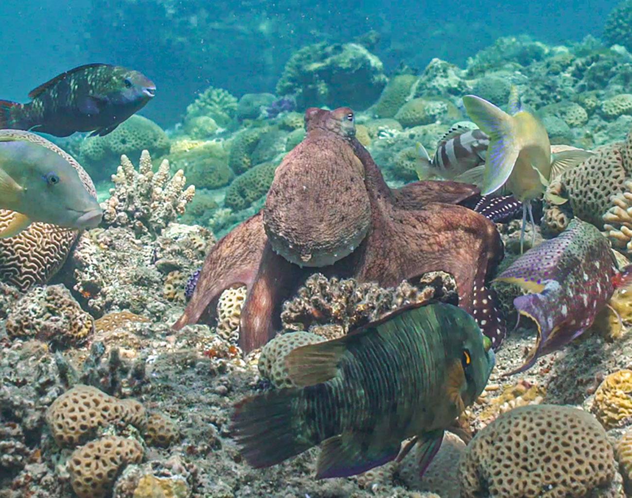 Pulpos y peces se alían para cazar