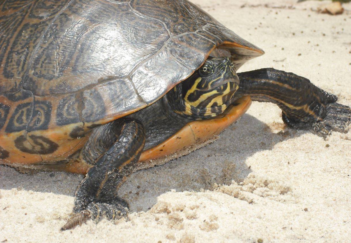 ¿Qué pasará si las tortugas desaparecen?