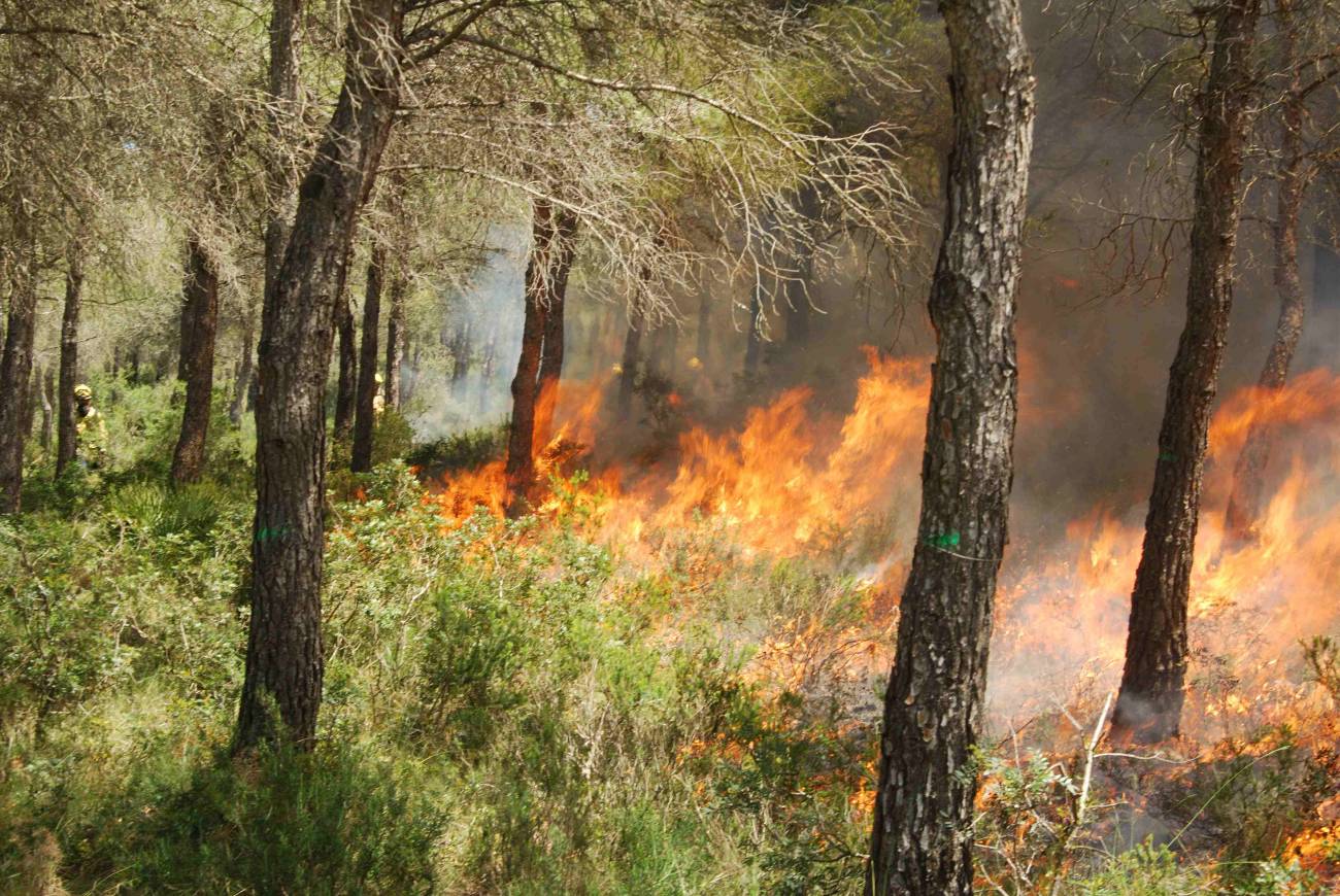 Quemas prescritas para mejorar la prevención de incendios