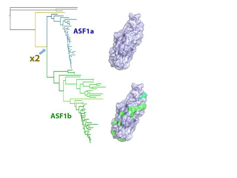 Rastrean la historia evolutiva de un gen relacionado con el cáncer