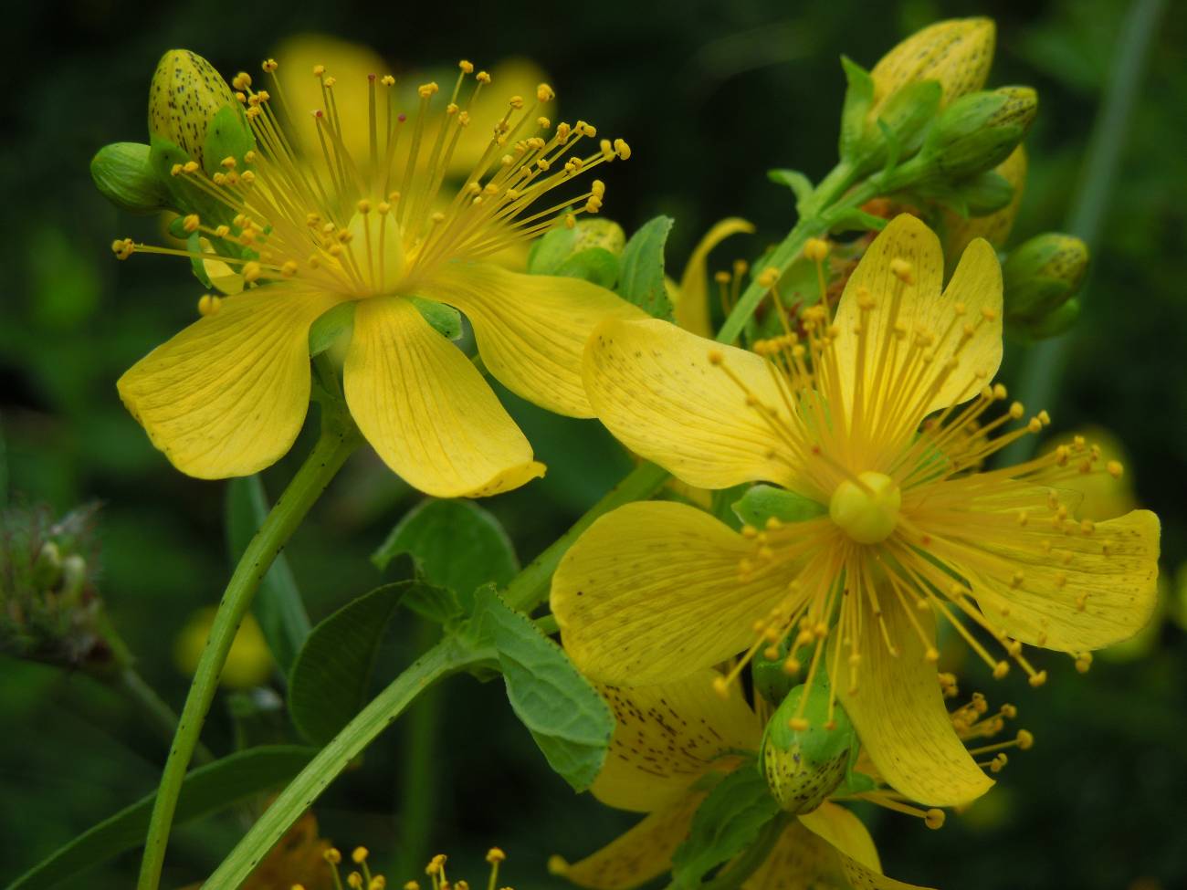 Reconstruida la historia evolutiva de un género de plantas 