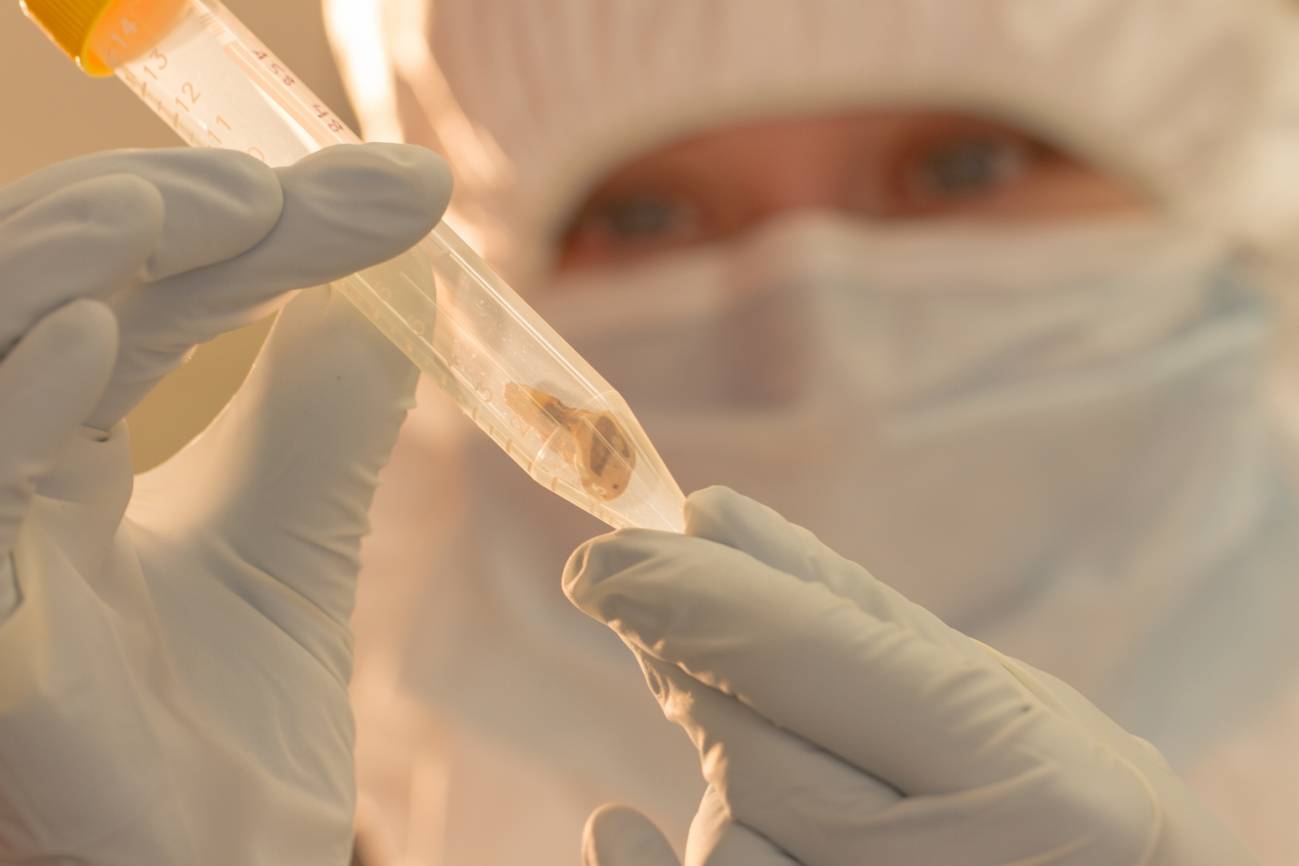 Reconstruyen el genoma de la bacteria que causó la primera pandemia de peste de la historia