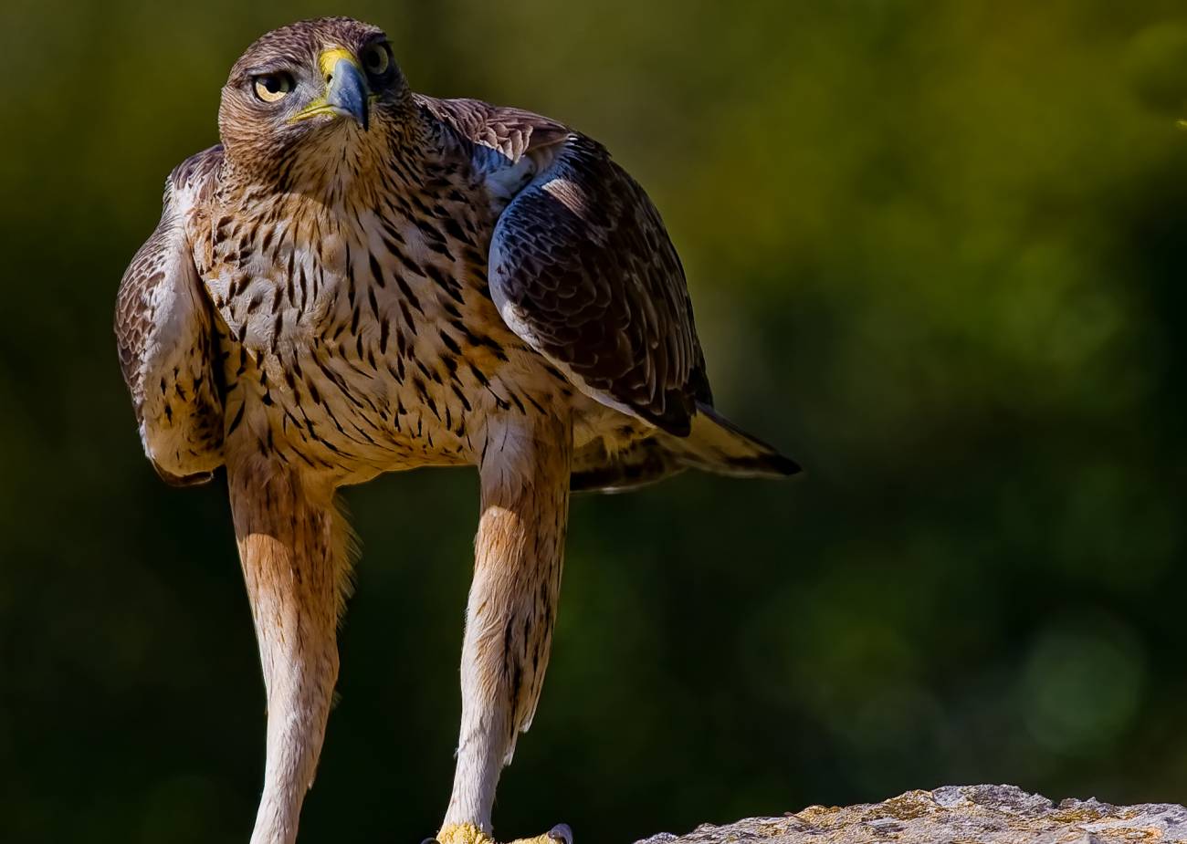 Conocer los efectos de la dieta sobre los parámetros vitales en especies amenazadas es básico para planificar y aplicar medidas de conservación.