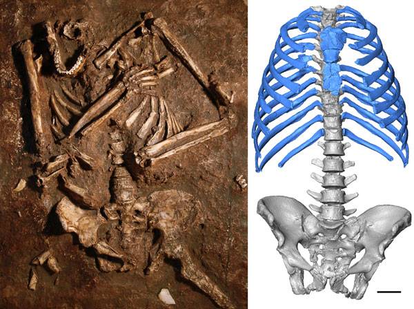 Reconstruyen por primera vez en 3D el tórax de un neandertal 