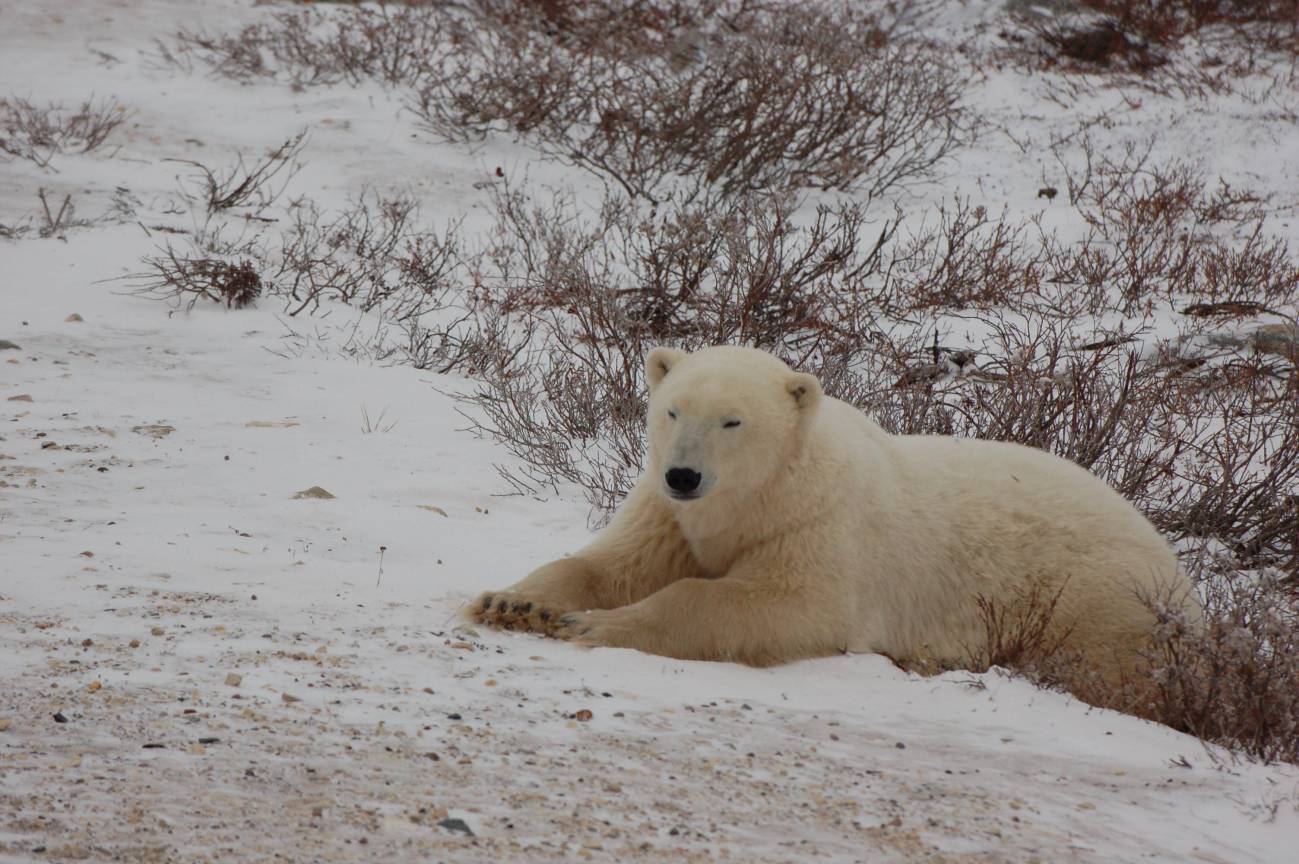 Recortar los gases de efecto invernadero podría impedir la extinción de los osos polares