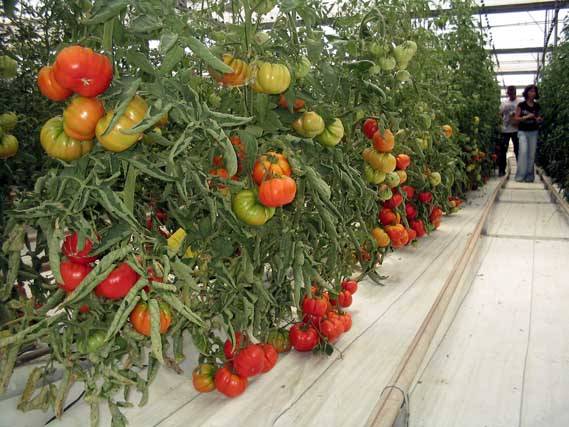 Recuperan el sabor del tomate tradicional alicantino