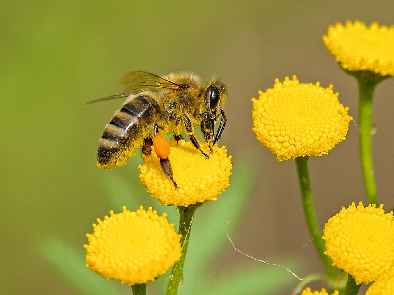 Abeja polinizando