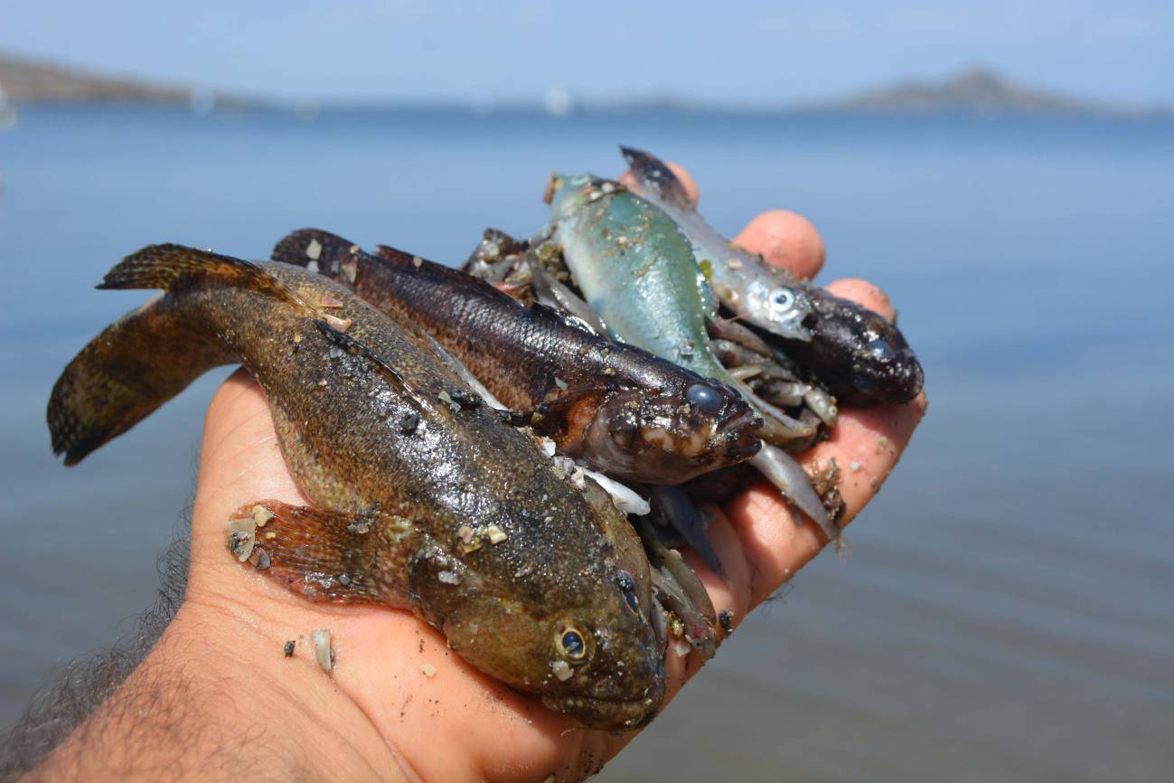 Redes neuronales para el control medioambiental del Mar Menor