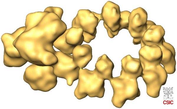 Reproducen en un laboratorio la maquinaria de multiplicación del virus de la gripe