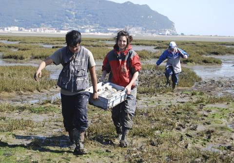 Restauran las marismas para contrarrestar el aumento del nivel del mar