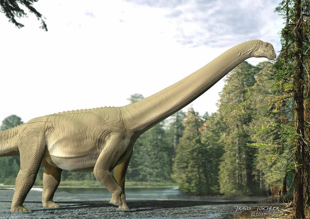 Restos de intestino de un dinosaurio saurópodo muestran que apenas masticaba al comer
