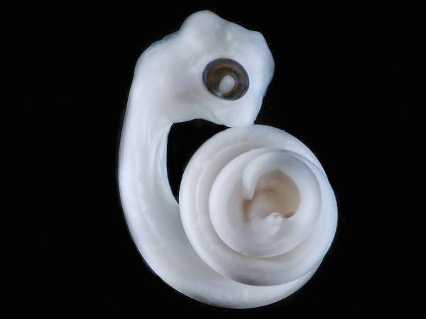 Resuelto el misterio sobre el origen de los penes