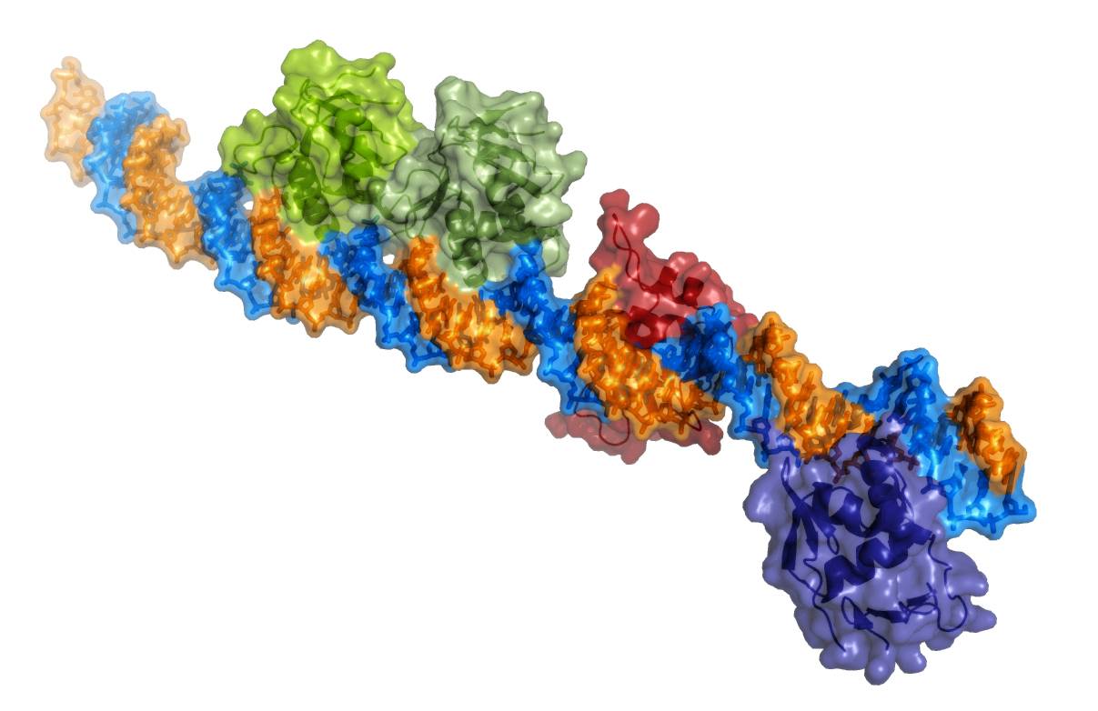 proteína bacteria cólera