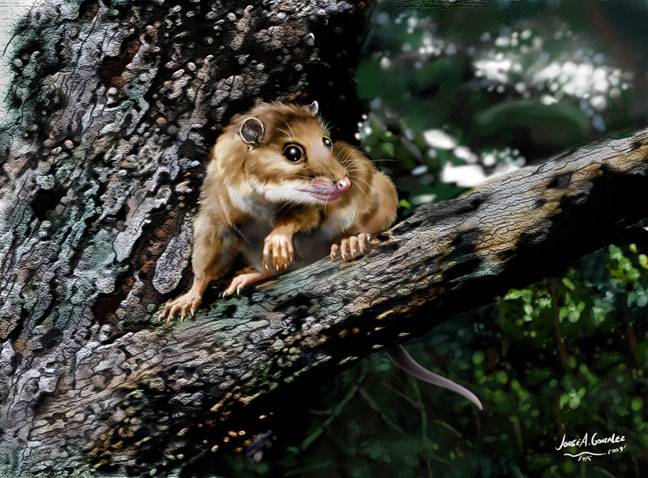 Revelan el origen de la zarigüeya actual