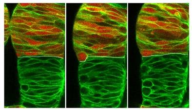 Revelan la importancia de las barreras físicas en la formación del cerebro