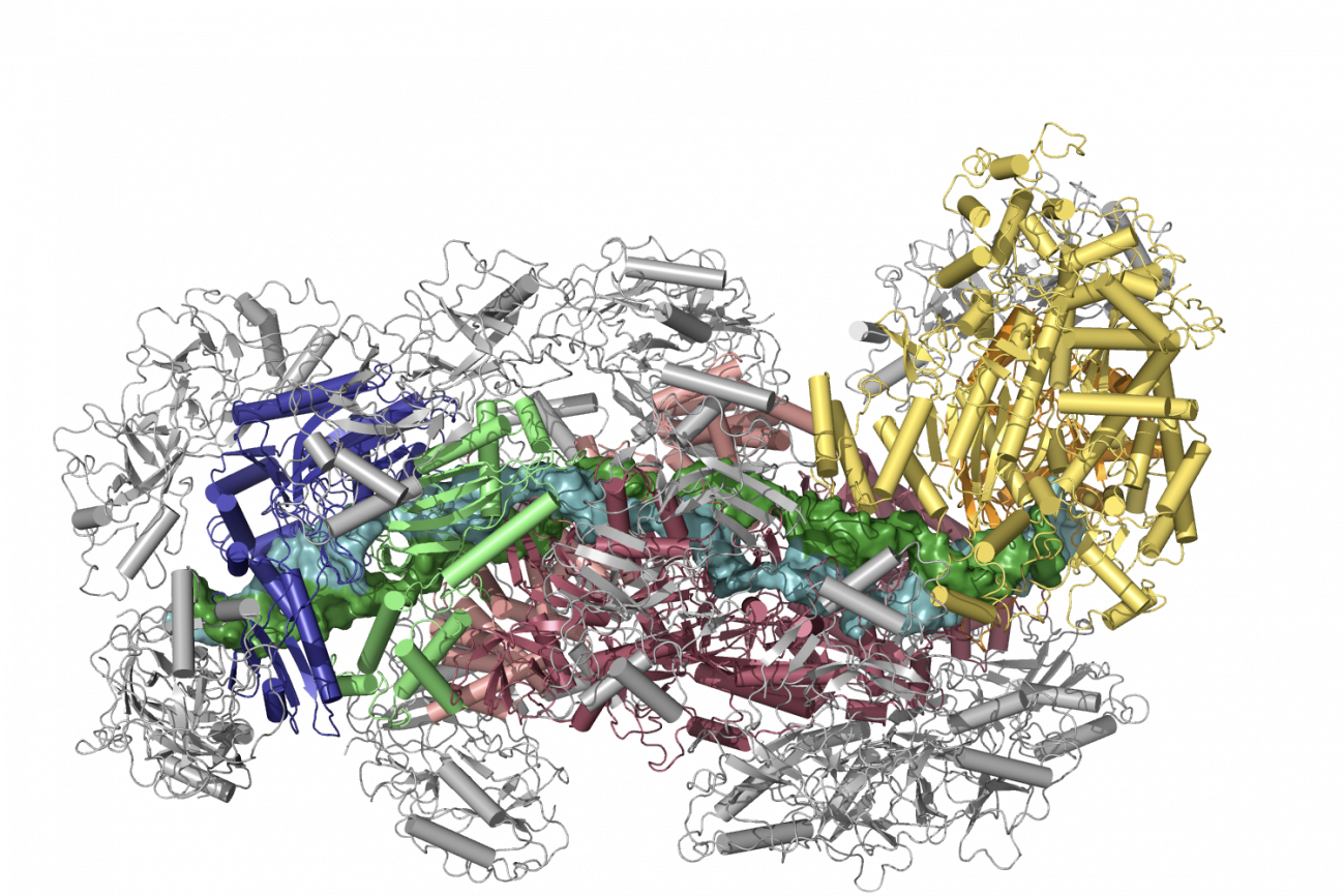 Revelan las estrategias de defensa del mayor sistema CRISPR 