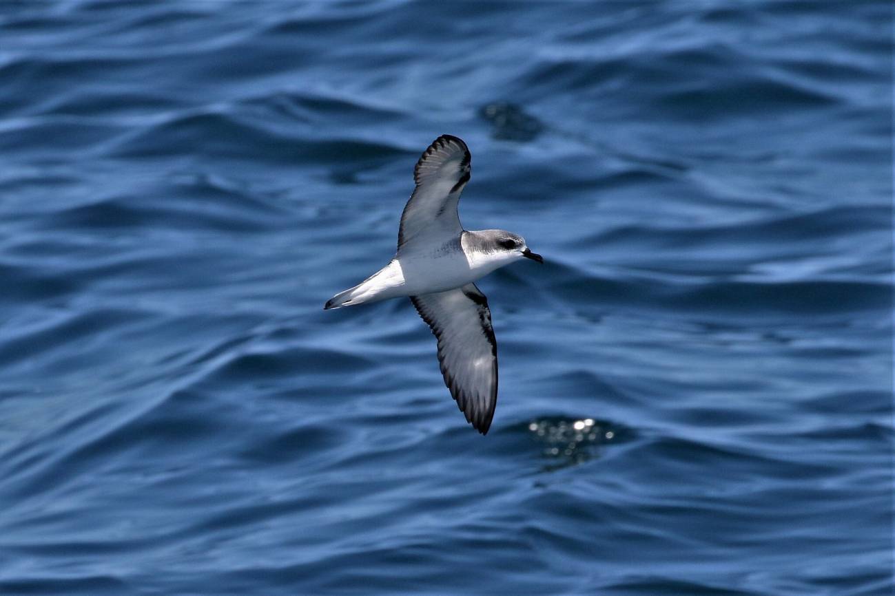 Cook's Petrel