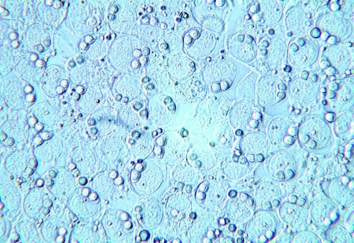 Revisan los estudios de mixosporidios que alteran la reproducción de peces y anfibios