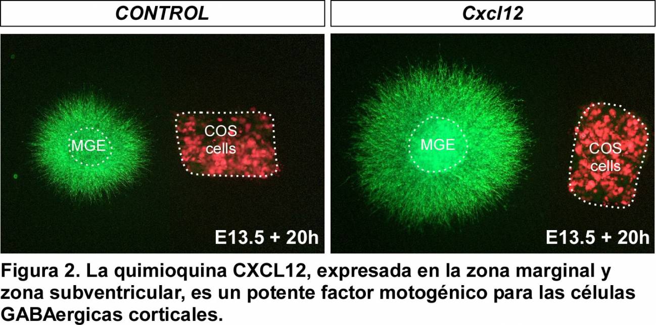 Se descubre un mecanismo esencial para el desarrollo de la corteza cerebral