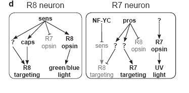 Se determinan por primera vez las conexiones de neuronas fotoreceptoras en el ojo de la mosca Drosophila