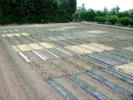 Se investigan alternativas biodegradables y económicas al uso del  polietileno en la agricultura