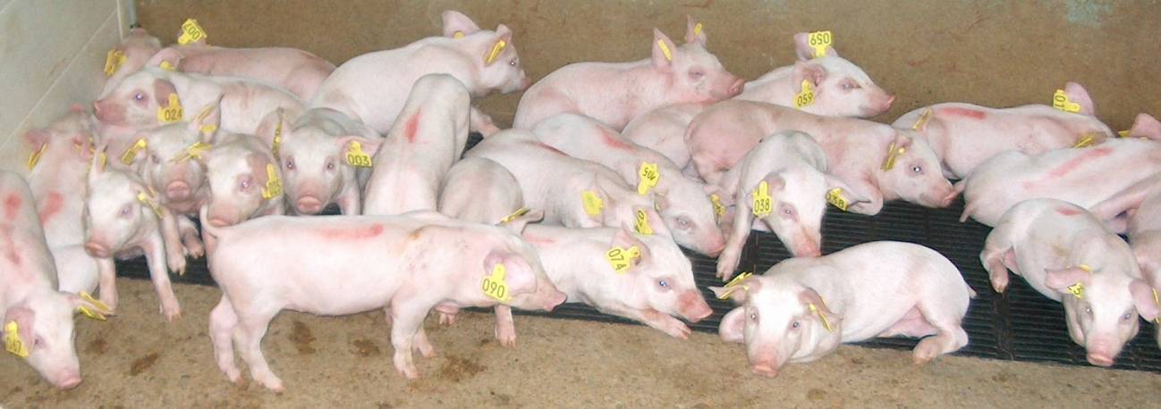 Se investigan nuevas estrategias de vacunación frente a la peste porcina clásica 