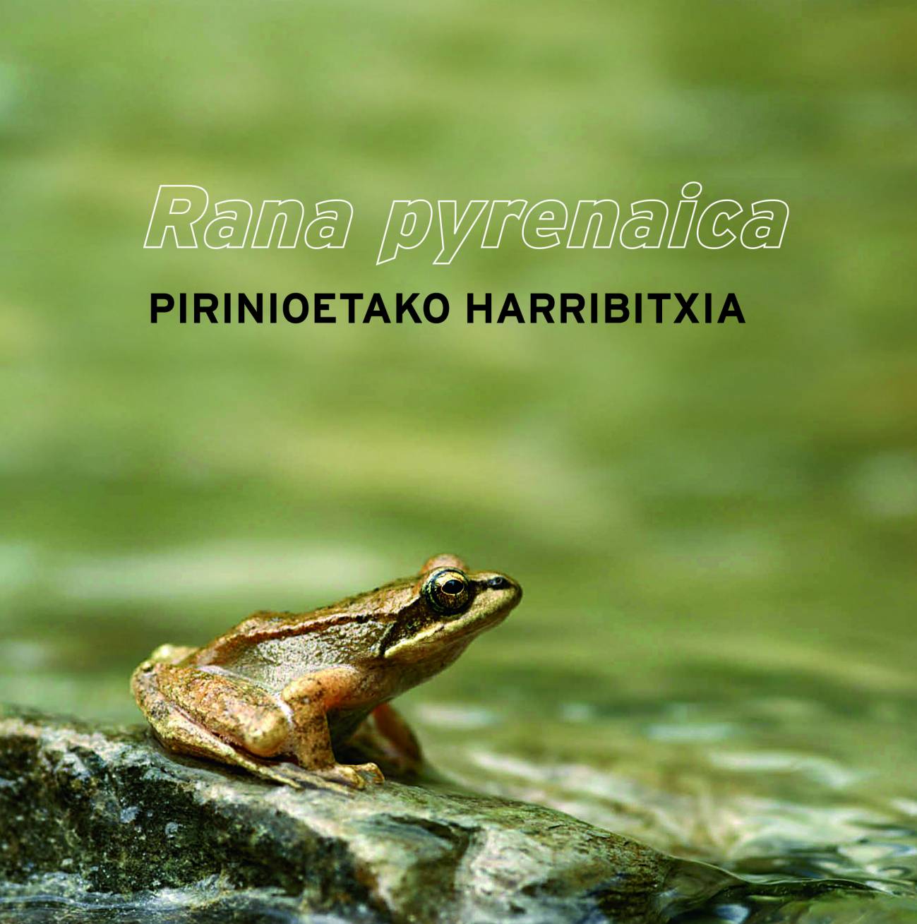 ARANZADI RANA PIRENAICA PIRINEOS HERPETOLOGIA