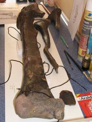 Se presenta por primera vez la pata de un dinosaurio Baryonyx de hace 120 millones de años